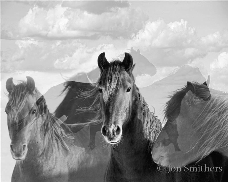 Horses-0076_7620-cbwT.jpg - Rayo Del Sol (Ray of Sun)