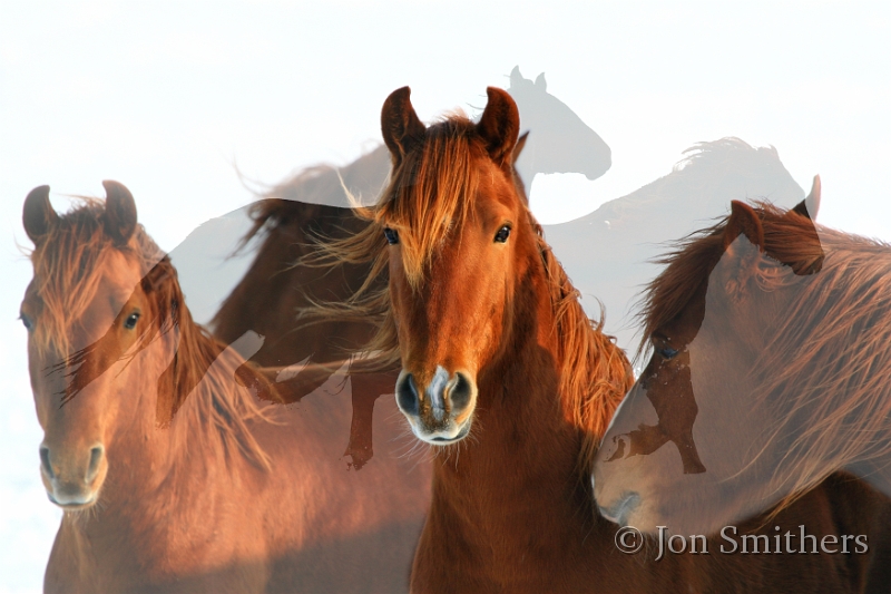 Horses-0076_7620.jpg - Rayo Del Sol (Ray of Sun)