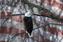 030105_2989-Flag
