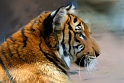 041406_0323cmTS