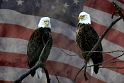 6155_8625-04-Flag