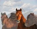 Horses-0076_7620-c
