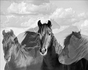 Horses-0076_7620-cbwT