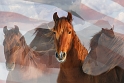 Horses-0076_7620Topaz-c-Flag