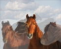 Horses-0076_7620-cT