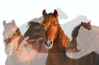 Digital Art Gallery