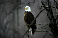 Eagles Gallery