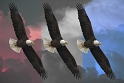031808_6009-RWB