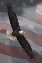 031808_6009P-EFC