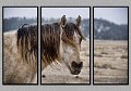 011409_6439T-TRI