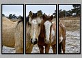 011409_9216-TRI