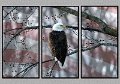 030105_2989-Flag-TRI