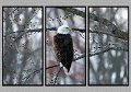 030105_2989-mFlag