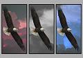 031808_6009m2R-WB-TRI