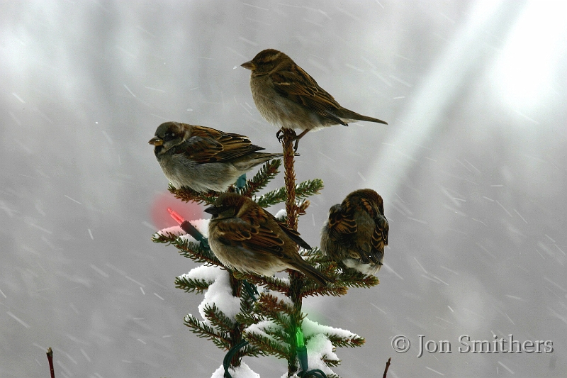 020204_7103-Xmas.jpg