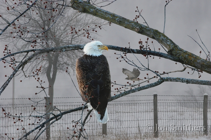 030105_2989-Hawk.jpg