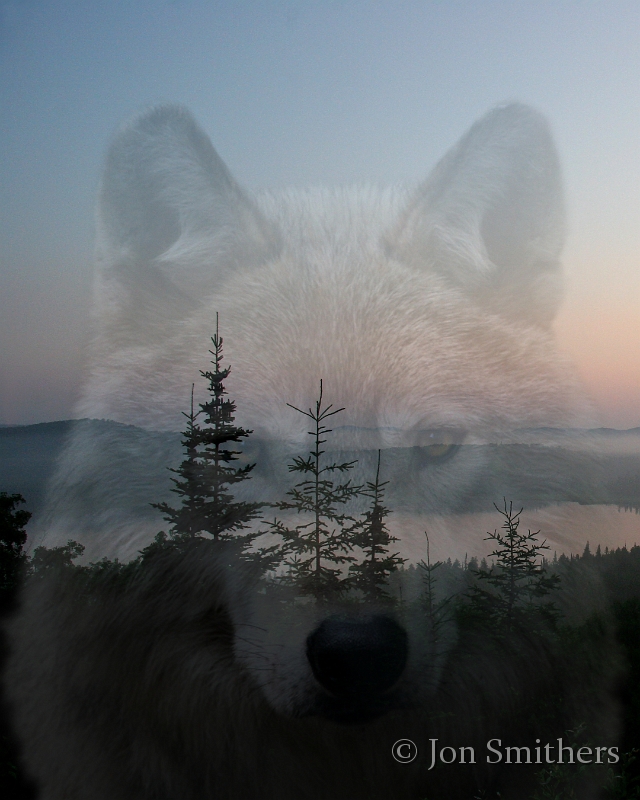 071005_2580-WSCp-Wolf.jpg