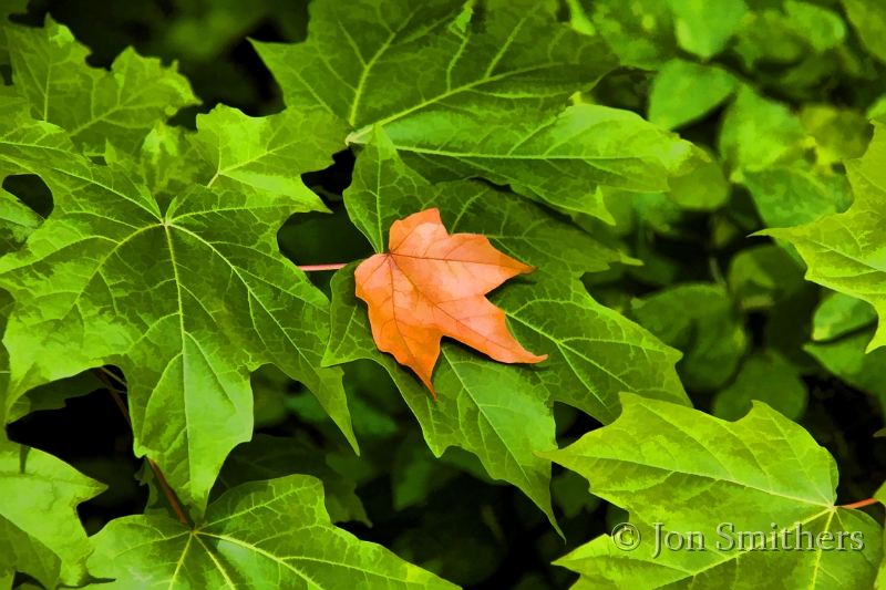 081309_1308-TC.jpg
