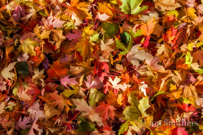 110313_5967-TS.jpg