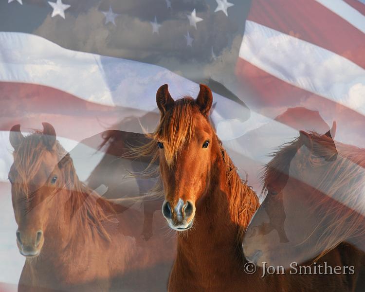 Horses-0076_7620-c-Flag.jpg