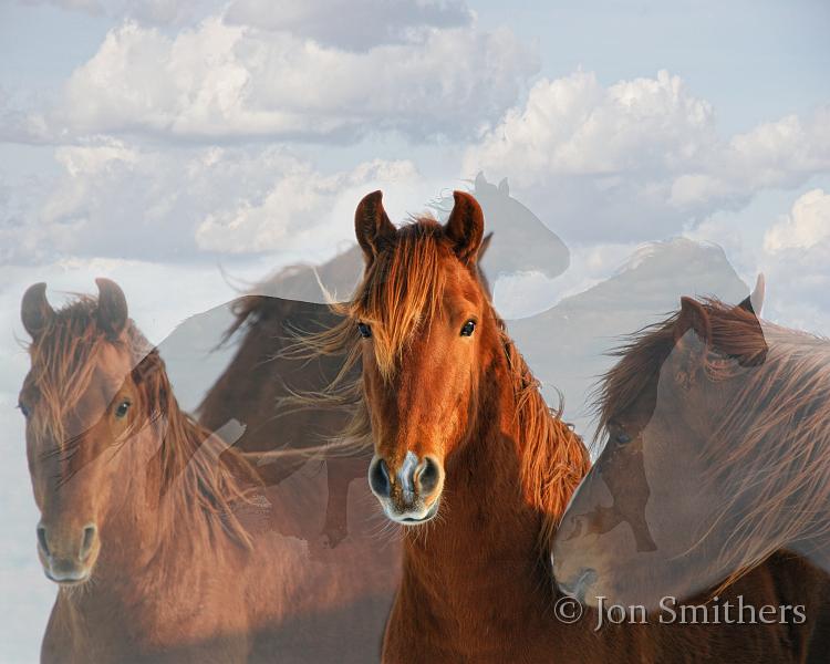 Horses-0076_7620-c.jpg