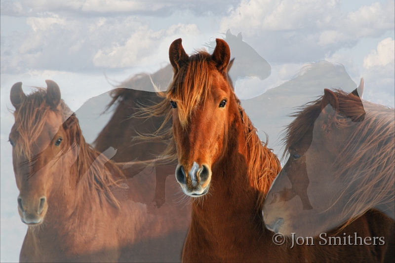 Horses-0076_7620-cT.jpg - Rayo Del Sol (Ray of Sun)