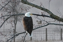 030105_2989-Hawk