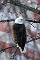 030105_2989-P-Flag