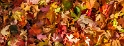 110313_5967-TS-Can-12x36x1