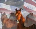 Horses-0076_7620-c-Flag