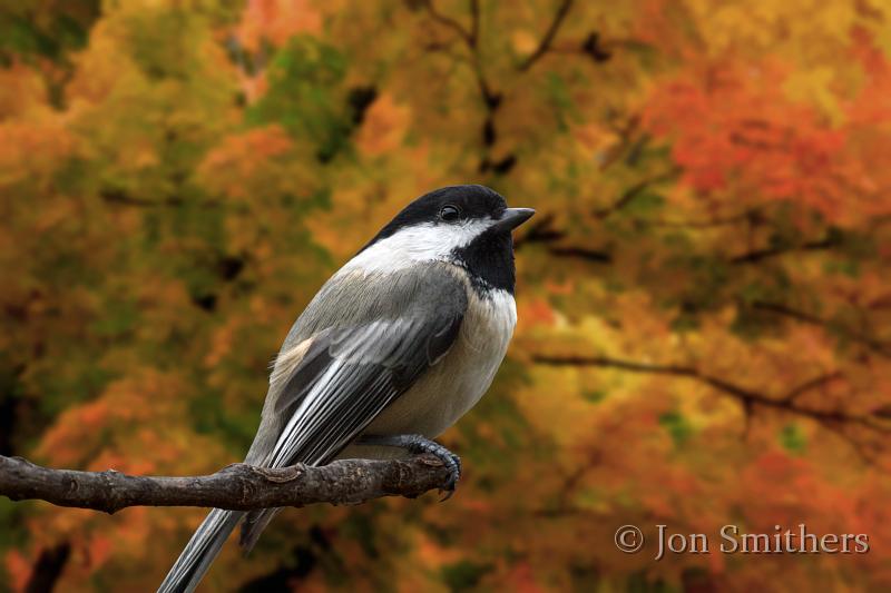 102710_0940-Chick-TS2.jpg