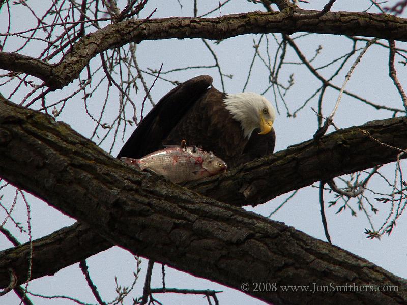 030103_2200.JPG - Bald Eagle with Striped Bass for lunch
