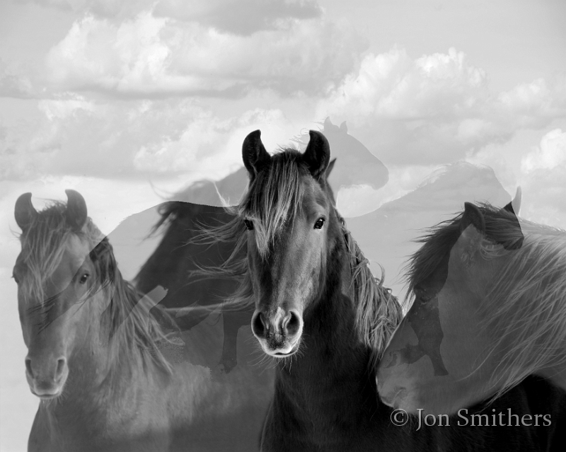 Horses-0076_7620-cbw.jpg - Rayo Del Sol (Ray of Sun)