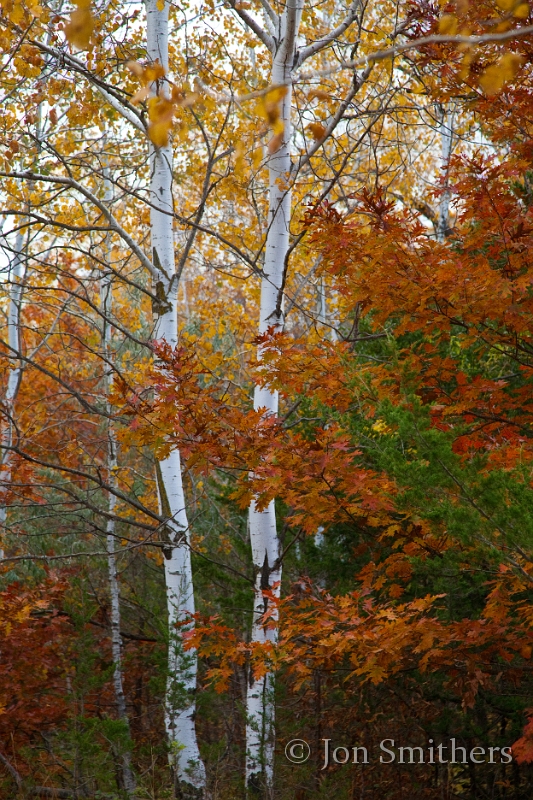 100910_0332-T.jpg