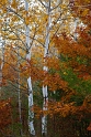 100910_0332-T