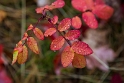 100912_7485