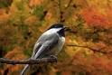 102710_0940-Chick-TS2