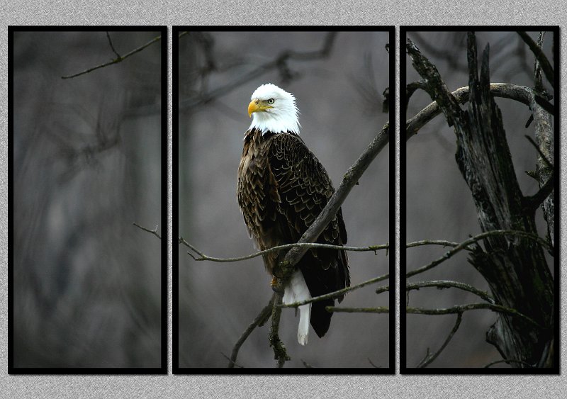 022504_8625L-TRI.JPG