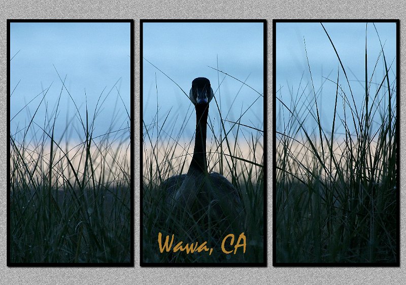 081505_4144-Wawa-TRI.jpg