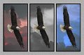 031808_6009m2-RWB-USA-Tri