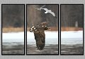032505_6752-TRI