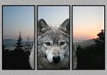 071005_2580-Wolf2-TRI