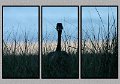 081505_4144-TRI