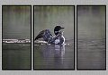 082008_4408-TRI