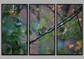 092707_1772-TRI