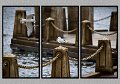 100508_0678m-TRI
