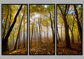 101808_3423t-TRI